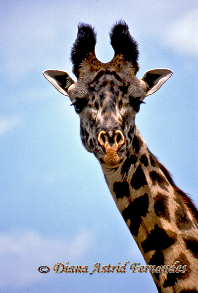 Giraffe-looking-down